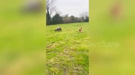 Dog shelter takes in disabled dogs and kits them out with their very own wheelchairs