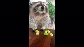 Watch this raccoon gleefully munch on bunch of grapes