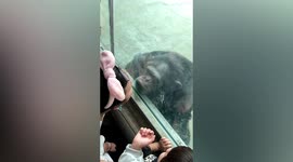 Monkey see, monkey spew: Chimpanzee spits at tourists through glass window