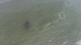 Drone footage shows moment whale breaches whilst feeding off coast of New York