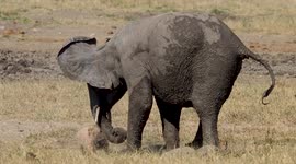 Grassroots football: Elephant calf kicks rock around like a ball