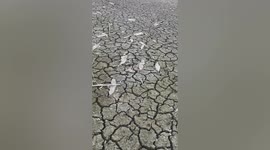 Hundreds of fish die after lake dries up due to drought in southern China