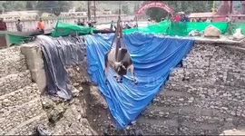 Dramatic video shows bull fall into deep construction pit in India before workers mount a rescue