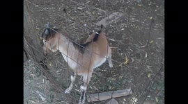 A goat and a small kid