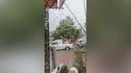 Strong wind blows over trees during storm in Thailand