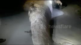 Residents in a village in Indonesia find a 7.8 meter long whale carcass
