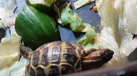 Tourtois eating food and had a nibble on fresh salad Lettuce
