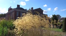 Gusts of wind shake golden ears in Kensington Palace Gardens