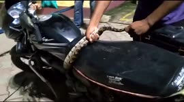 Cobra tangled around motorbike in eastern India finally freed after two-hour struggle