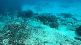 Big sea turtle was filmed during the snorkeling in Nusa Penida Island, Indonesia