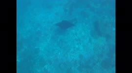 Enormous manta ray was seen and filmed by tourist snorkeling in Nusa Penida Island