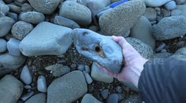Fossil hunter in New Zealand excited to find a rare cluster of huge fossil teeth embedded in a rock, and has it scanned to prove it