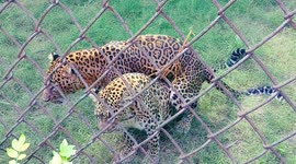 Excited Leopard Couple Caught Mating Inside Zoo