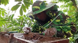 Harvesting galo galo honey