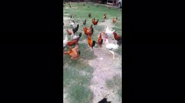 desi chicken farm in India . Desi Poultry Farm . Desi poultry farming in Odisha