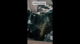 Dogs meeting and playing