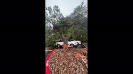 Car crushed by fallen tree after strong winds battered Texas