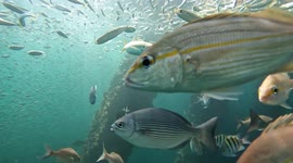 School of fish circle as YouTuber lowers GoPro attached to fishing rod into sea off Florida