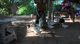 Duck and chicken foot massage in a farmyard at sunset in Thailand.