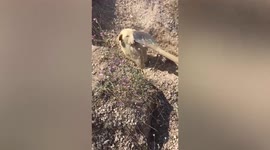 Mother dog and puppies rescued after being buried alive under landslide in Turkey