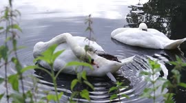 Two Peaceful English Swans Wake Up, Stretch, & Clean Themselves, On A Warm Summers Sunday Morning In Manchester Alexandra Park - Nature Stock Footage