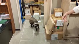Shoppers surprised as raccoon dog strolls into bookstore in Tokyo
