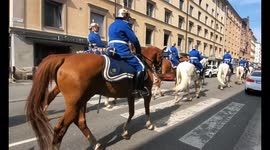 Horse aglym