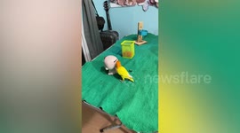 Smart parrot pops coins inside piggy bank while playing basketball