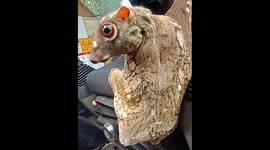 Do you know what this unusual looking animal is?