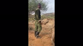 Rescued elephant calves use trunks to nuzzle carer in Kenya