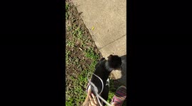 Cute cat playing around in the front yard of are house with the other neighborhood cats and being sweet.