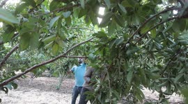 Palestinian farmers collect guava fruits at the start of the annual harvest season