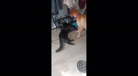 1yr old tom Cat and 10 month old puppy play fighting at home.