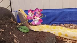 This 10 Stone Bermese Python could grow to 16 Stone and become the largest python in the world