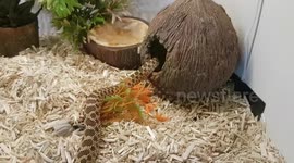 Snake comes out of its Coconut house to look around it's new tank enclosure