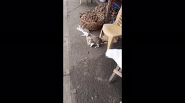 The habit of playing between a mother cat and her kitten that becomes a training for them.