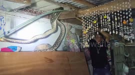 Brave grandfather, 71, catches bulging python that devoured three of his cats