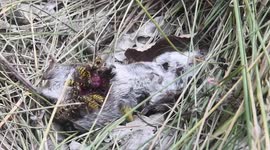 Yellowjacket wasps ravage mouse carcass clean to the bone in Minnesota