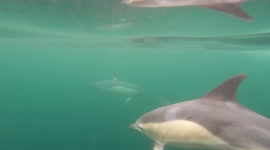 Stunning footage shows pod of around 40 dolphins swimming through transparent waters