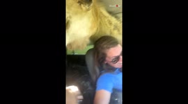 Screams and laughs as hungry camel suddenly pops its head into car