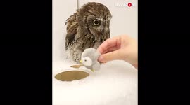 'Smart owl learns from his mistake and rescues his favorite toy! '