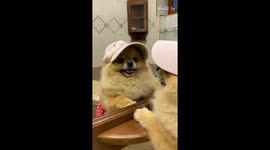 'This adorable dog loves her fancy beach look
'