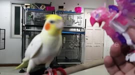 Friendly parrot touches beak with toy bird to greet him