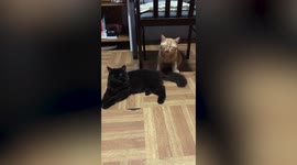 Pet cat makes hilarious face after sniffing fellow feline's backside
