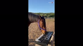 Horses demonstrate 'musical ability' as they play keyboard with their mouths