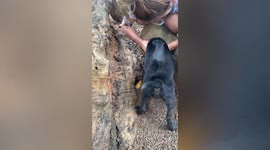 Puppy with head stuck in garden pot rescued in Thailand