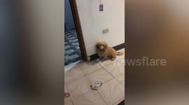 Naughty pet 'Shinese' dog steals pacifier from owner's baby