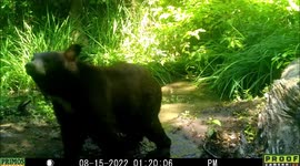 A black bear sitting in a pond hears a noise and runs out of the water then realizes the sound came from another bear so chases away the intruder and re-enters the pond. After it leaves the other bear gets into the water for its turn.