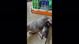 Exciting moment when the cat tries to grab the dog's nipple to suck milk