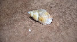 Thrilled family finds PEARL inside sea snail while eating dinner